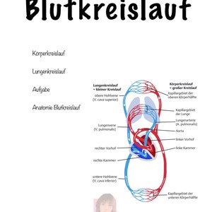 May include: A diagram illustrating the human circulatory system, showing the heart, lungs, and blood vessels. The diagram is labeled in German with the words "Blutkreislauf", "Körperkreislauf", "Lungenkreislauf", "Aufgabe", and "Anatomie Blutkreislauf".