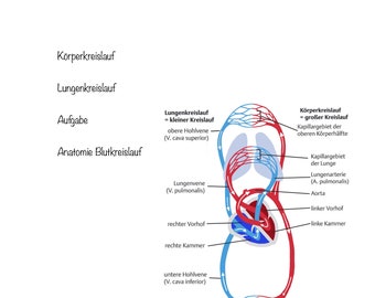 Circulation lesson