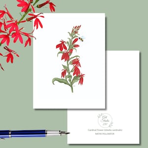 Cardinal Flower, Native Flower Watercolor Note Cards