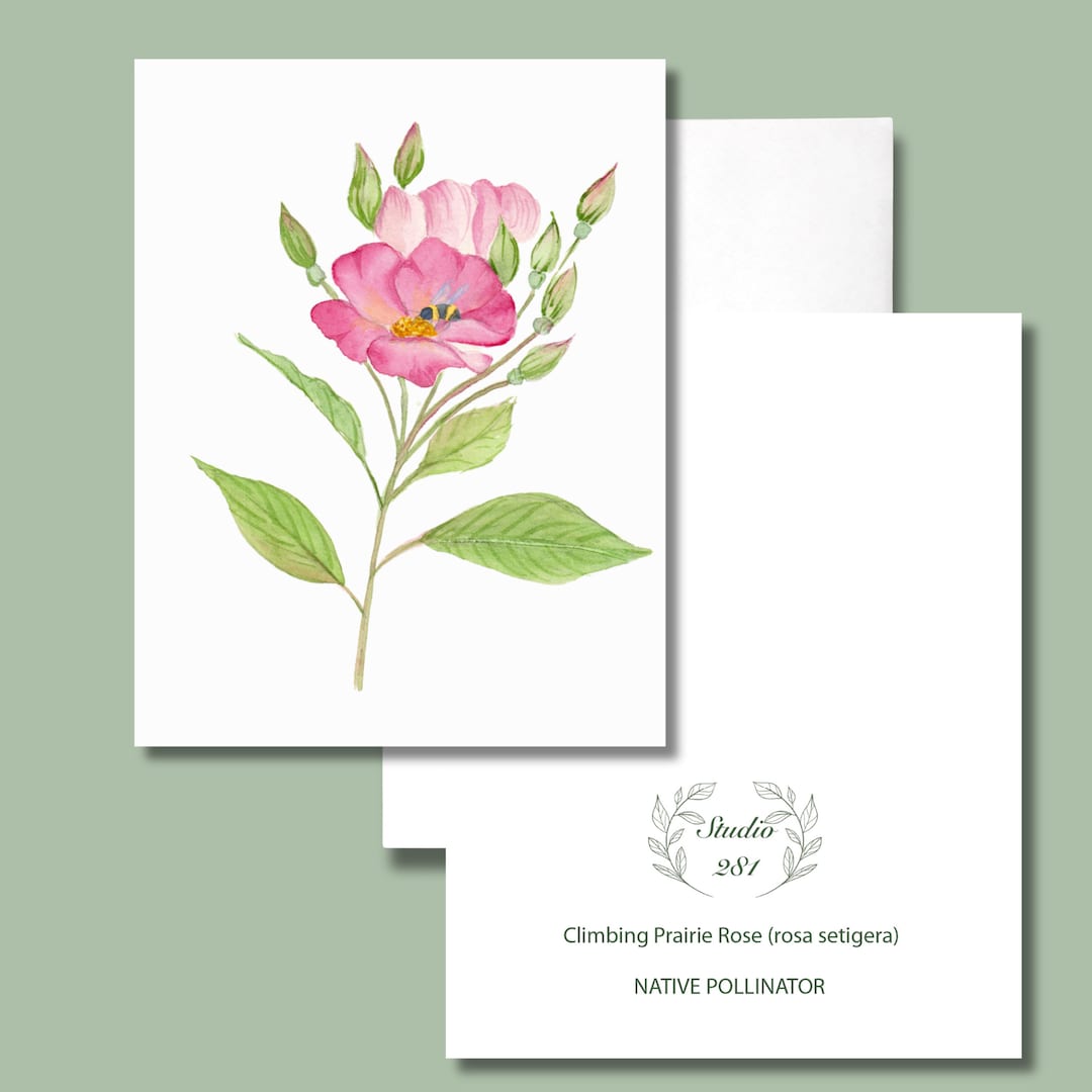 Climbing Prairie Rose, Native Flower Watercolor Note Cards, Set of 8 - Etsy
