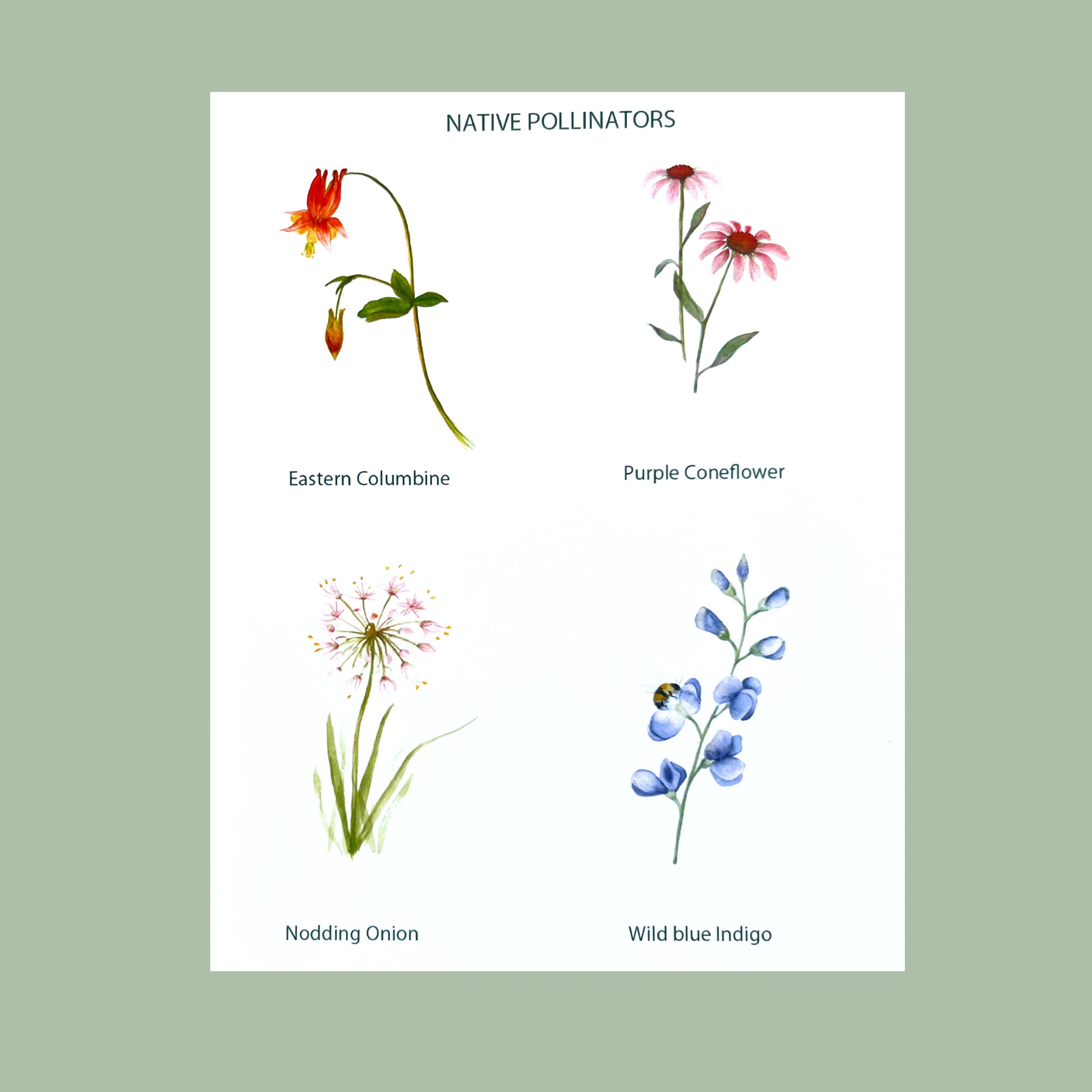 Native Flower Watercolor Note Card Assortment, Set of 8 - Etsy