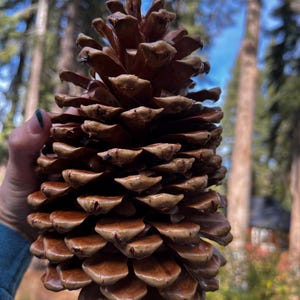 Może przedstawiać: Duży, brązowy szyszkowy z błyszczącym wykończeniem. Szyszkowy jest trzymany w dłoni, z rozmytym tłem drzew i niebieskim niebem.