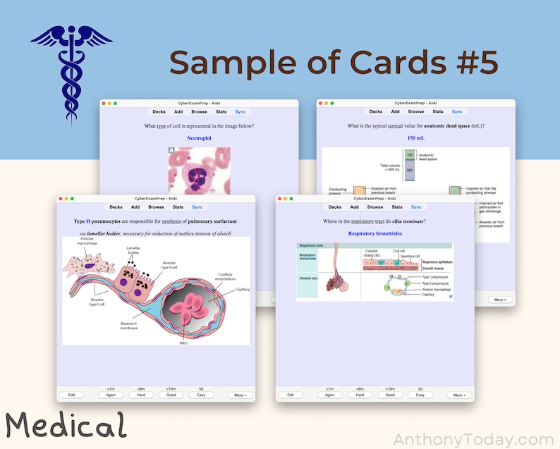 Ultimate Anatomy Physiology Flashcards Bundle 2024 Medical Notes Anki