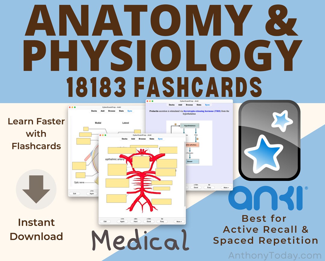 Ultimate Anatomy Physiology Flashcards Bundle 2024 Medical Notes Anki