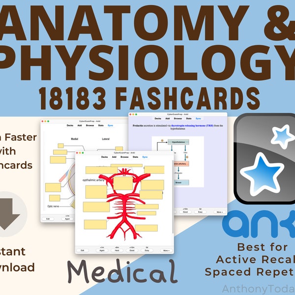 Anatomy Flashcards Etsy