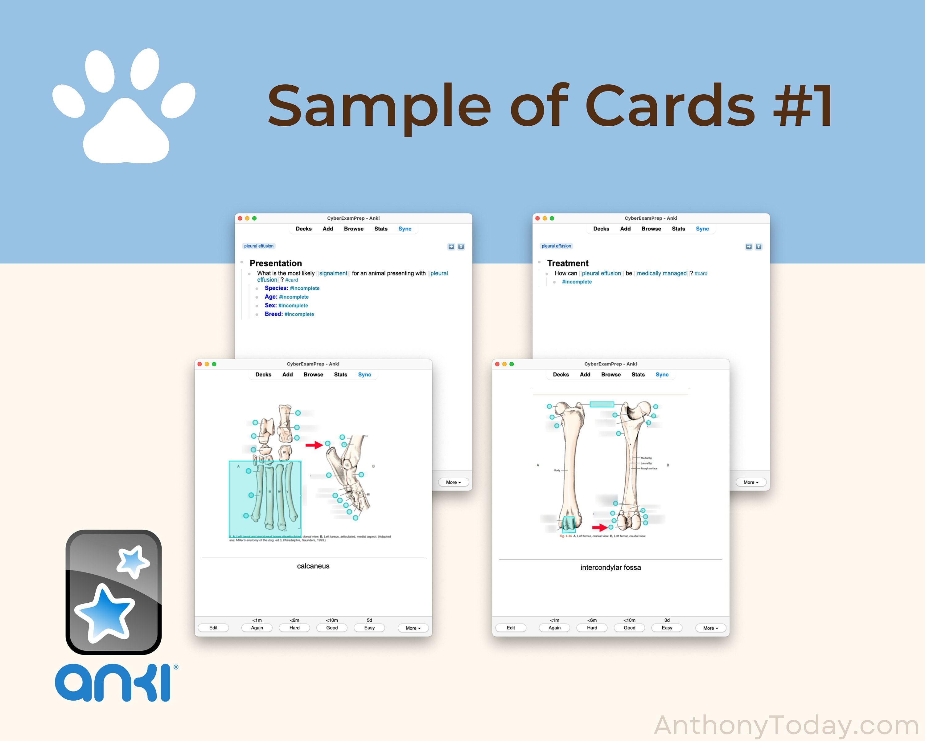 Ultimate Veterinary Nurses School Bundle Flashcards Anki Cards Vet Med