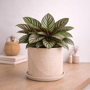 以下が含まれることがあります： クリーム色のセラミックポットに入ったカラテア植物。植物は緑と白のストライプの葉を持っています。ポットは、テクスチャ加工されたデザインです。植物は木製の表面にあります。ポットの直径は約15cmです。