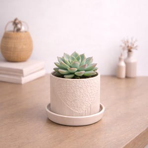 May include: A light green succulent plant in a cream-colored ceramic pot with a matching saucer. The pot has a textured, crackled design with vertical lines and a decorative pattern. The plant is centered on a wooden surface.