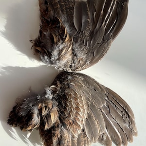 May include: Two brown and gray bird wings with feathers. The wings are spread out and the feathers are visible.