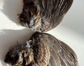 オオタカの羽根 | 羽根1枚 | 動物に優しい鳥の羽根 | オオタカ