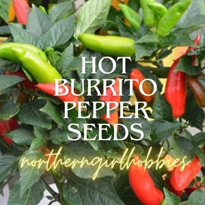 Burrito Pepper Seeds (Hot) Heirloom Non-GMO Organic (20 Seeds + Gift)