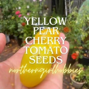 Yellow Pear Cherry Tomato Seeds HEIRLOOM NON-Gmo ORGANIC (20 Seeds + Free Gift)