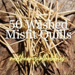 Misfit Porcupine Quills (Lot of 50)