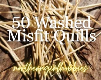 Misfit Porcupine Quills (Lot of 50)