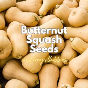 Peut inclure: Un tas de courges butternut beiges avec le texte "Butternut Squash Seeds". Les courges ont une forme bulbeuse. L'image est bien éclairée, révélant la texture des courges.