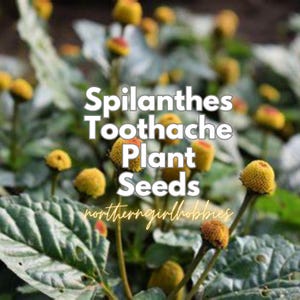 RARE Spilanthes Toothache Pflanzensamen (20 Samen + Geschenk | Kombinierter Versand) Heirloom Bio-Permakultur