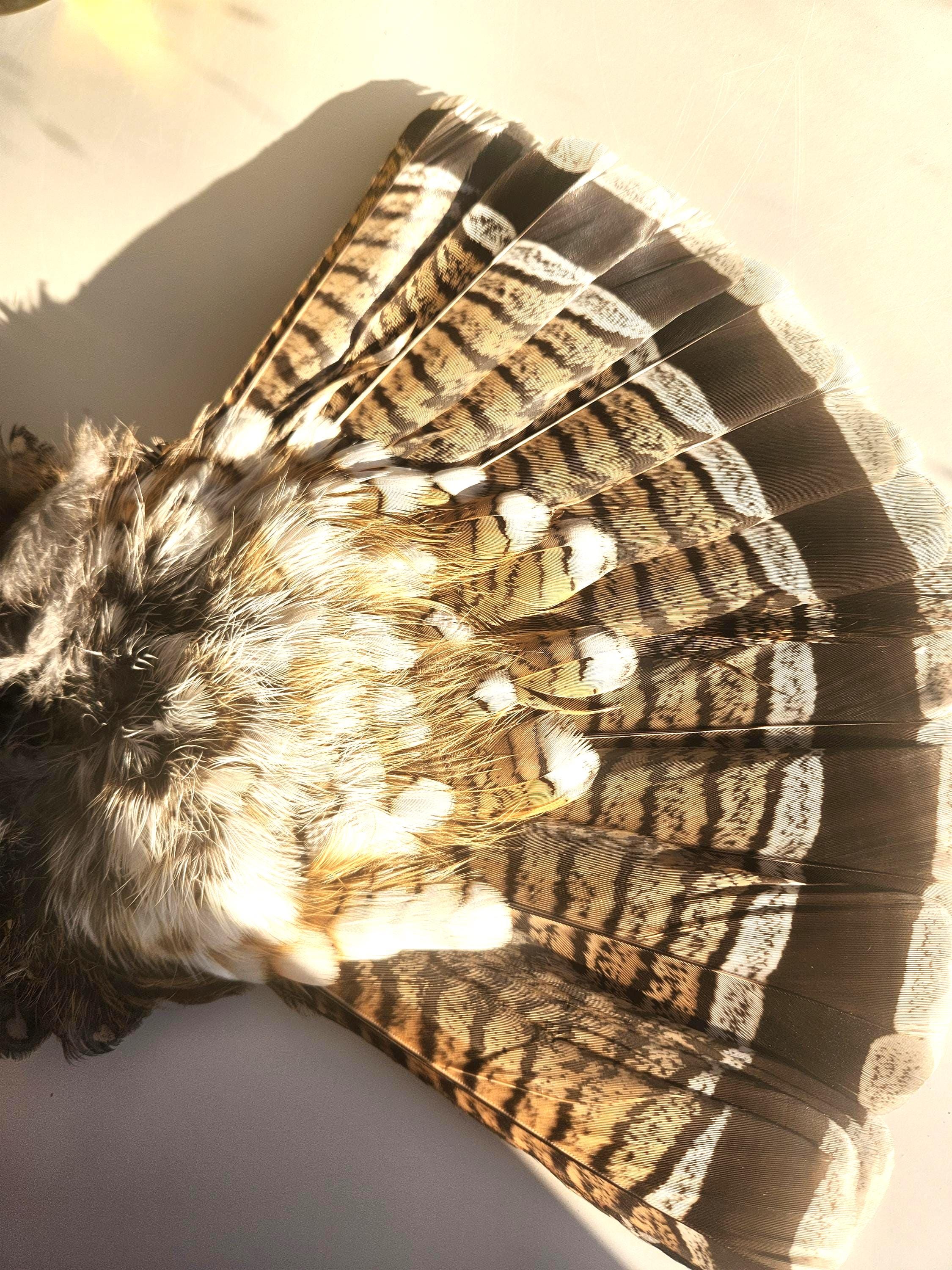 Goshawk taxidermy - Etsy 日本