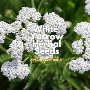 May include: Close-up of white yarrow flowers with the text "White Yarrow Herbal Seeds" and "northerngirlhobbies" in a green background. The flowers are clustered together, creating a full, textured appearance. The image is well-lit, highlighting the details of the flowers.