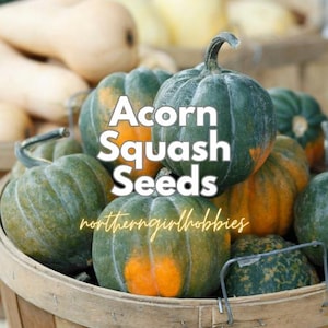 Könnte beinhalten: Ein Korb voller grüner und orangefarbener Eichelkürbisse. Der Text "Acorn Squash Seeds" ist auf dem Bild überlagert, darunter der Name des Verkäufers "northerngirlhobbies". Butternusskürbis ist im Hintergrund zu sehen.