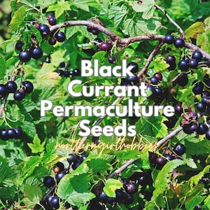 Black Currant Seeds| Permaculture Perennial Fruit (20 Seeds + Gift | Combined Shipping)