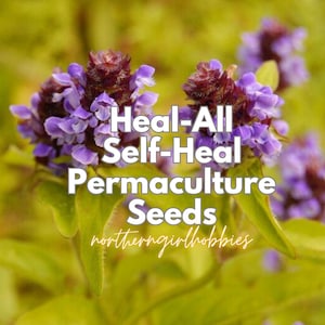 Selfheal Heal-All (Prunella vulgaris) 25 Samen + Geschenk Bio PERMAKULTUR Erbstück