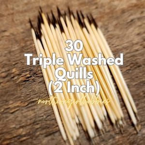 Authentic Porcupine Quills Lot of 30 (2 inch) (North America) Triple Washed