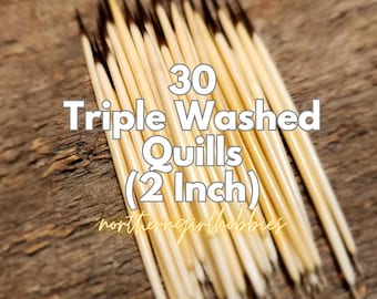 Authentic Porcupine Quills Lot of 30 (2 inch) (North America) Triple Washed