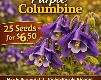 Sementes de Aquilégia Roxa – 25 Sementes – Perene Resistente – Aquilegia vulgaris