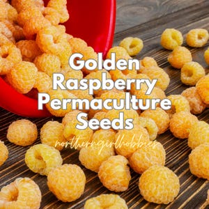 ZELDZAME goudgele frambozenzaden | Permacultuur vaste plant (25 zaden + cadeau | gecombineerde verzending)