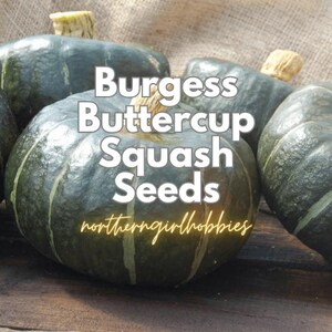 Heirloom Burgess Buttercup Squash (20 frön + gåva)