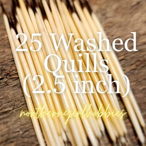 Authentic Porcupine Quills Lot of 25 (approx 2.5 inches) (North America) Triple Washed (+ Free Gift)