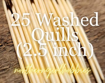 Authentic Porcupine Quills Lot of 25 (approx 2.5 inches) (North America) Triple Washed (+ Free Gift)