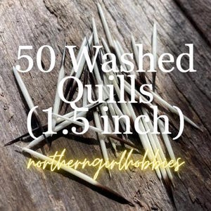 Authentic Porcupine Quills Lot of 50 (1.5 inch) (North America) Triple Washed + Free Gift