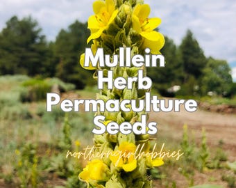 Semillas de gordolobo (Verbascum thapsus) Bienal de Permacultura (más de 100 semillas + regalo/Envío combinado)