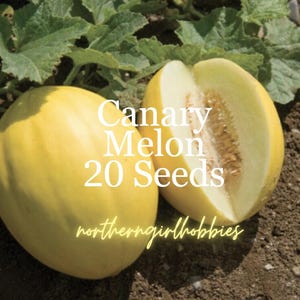 Kanarische Melonensamen (20 Samen + Gratisgeschenk)