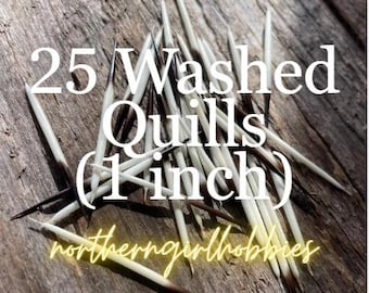 Authentic Porcupine Quills Lot of 25 (1 inch) (North America) Triple Washed + Free Gift