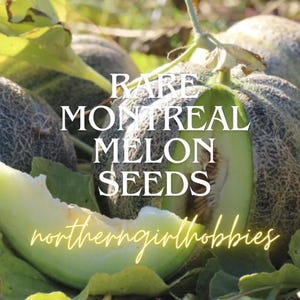 RARE Montreal Melon (Musk Melon) Rare Seeds Organic/Non-GMO (10 Seeds)