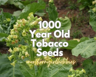 Graines de tabac 1000 ans d'âge - héritage (plus de 100 graines + cadeau | expédition combinée) bio