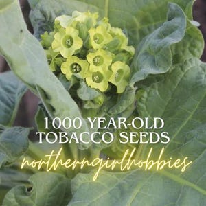 1000-Year-Old Tobacco Seeds- Heirloom (100+ Seeds)