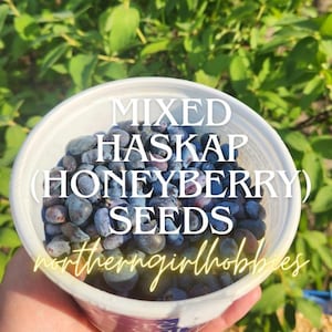 Mixed Haskap Berries/ Honeyberry Seeds (Dehydrated Berries) Permaculture Perennial