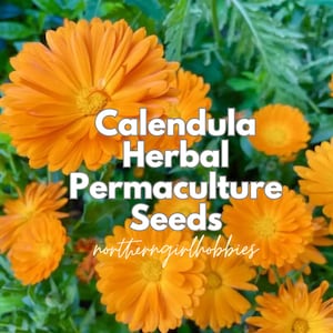 Calendula Flower Seeds: Orange Herbal Heirloom (50+ Seeds + Gift| Combined Shipping)