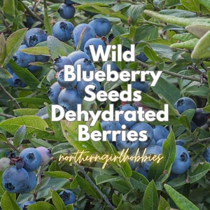 Dehydrated WILD Blueberries | Blueberry Seeds (30 per package + free gift| Combined Shipping)