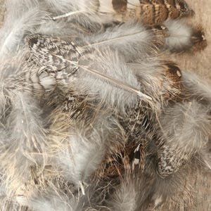 Lote variado de plumas de cola de urogallo (plumas y plumón): más de 50 plumas/manualidades/fabricación de moscas