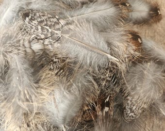 Mixed Lot of Ruffed Grouse Tail Feathers (Plume & Down)- 50+ Feathers/ Crafting/Fly Making