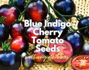 Semillas de tomate cherry azul índigo raras (paquete de 20 + regalo/envío combinado) Heirloom Organic