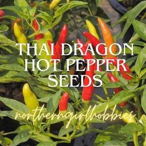 Thai Dragon Hot Pepper Seeds (15 Seeds)