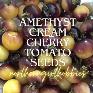 AMETHYST CREAM Cherry Tomatensamen Heirloom Organic Non GMO