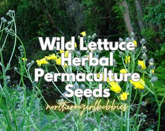 Wilder Salat Samen (20 Samen Plus Geschenk | Kombinierter Versand) • Lactaca virosa • Alte Heilkraut Staude