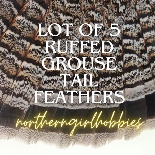 Ruffed Grouse Partridge Tail Feathers (Lot of 5 Grey Feathers)