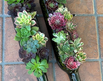 succulent plants pots Potted Succulent Plants – Stylish & Low-Maintenance Greenery main image 0